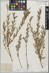 Foto von Salix repens L.